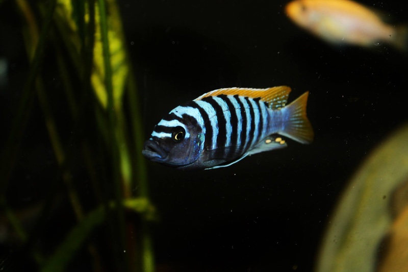 Maylandia pyrsonotos 'Mkondiwa Reef'